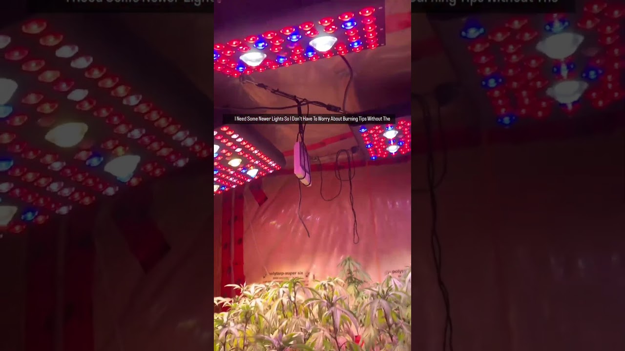AGLEX COB Series LED Grow Lights