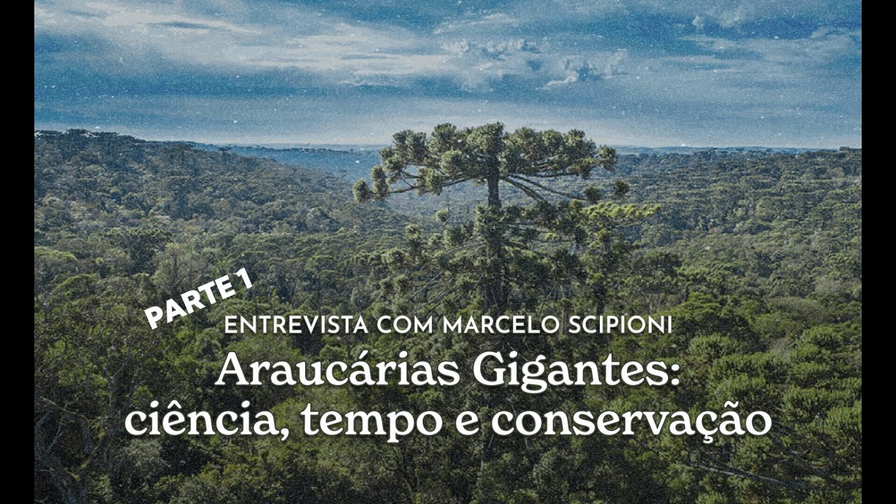 Araucárias gigantes: ciência, tempo e memória ecológica | Marcelo Scipioni - parte 1