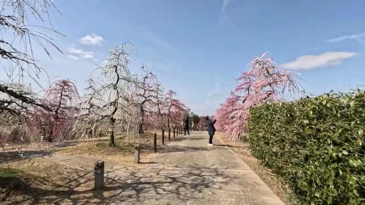 三室戶寺