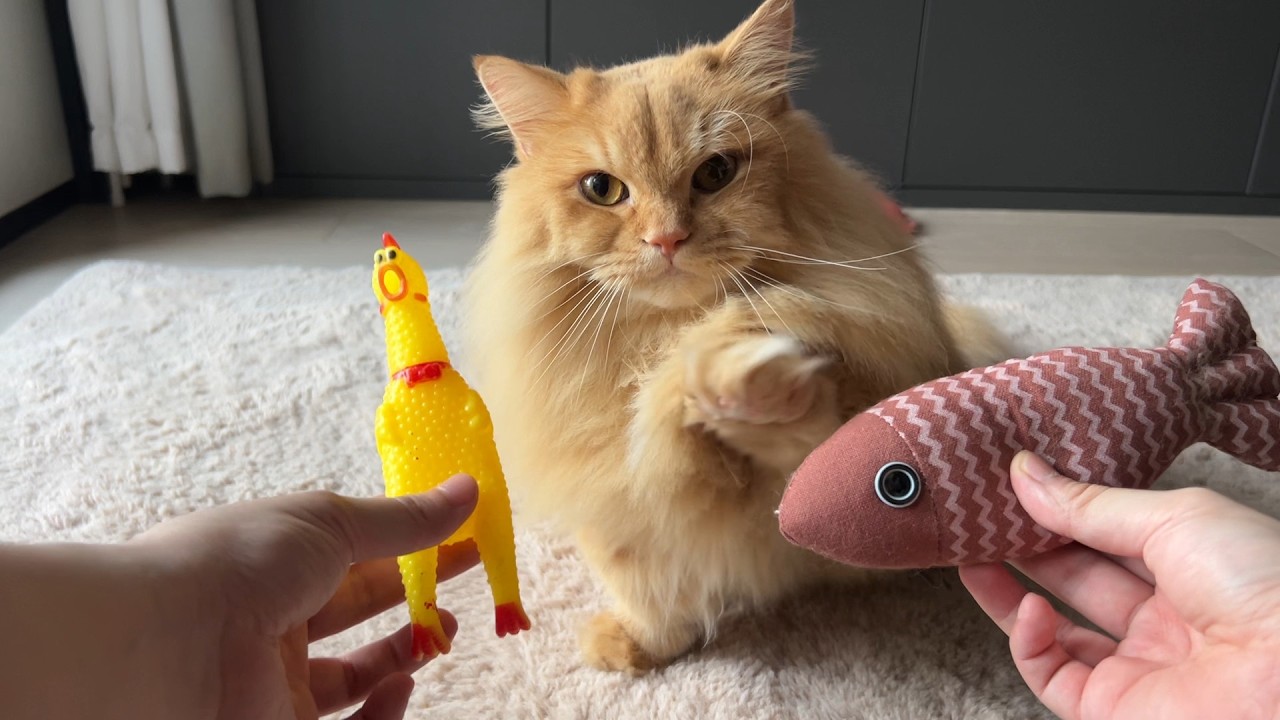 Trick & Treat with My Cat - Day 54