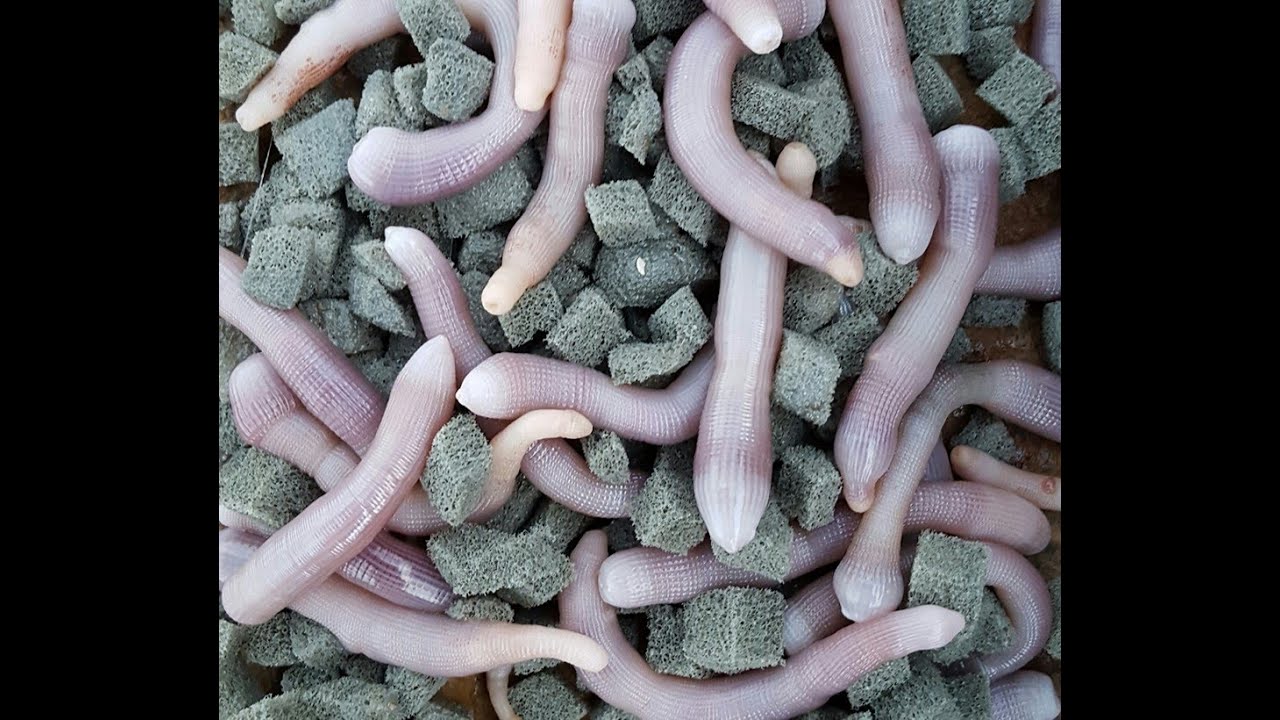 Micidiale! innesco triplo del BIBI per la pesca all ORATA e saraghi BIG fish a fondo e da SCOGLIERA