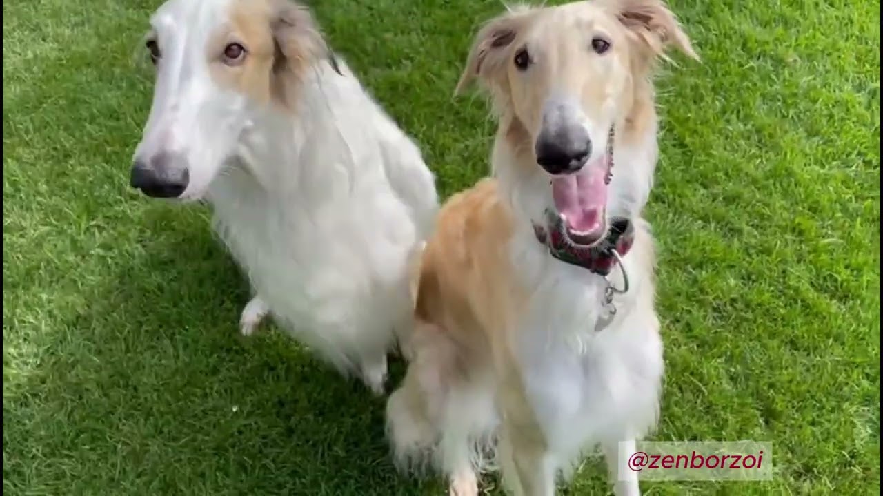 Hey, Friend - Borzoi Song (Real Dogs Extended Edition)