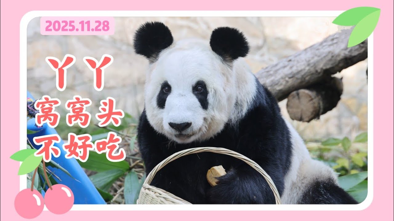 丫丫25年11月28日最新视频 - 丫丫眨大眼睛融化姨姨们的心，咬窝头后表情很妙，大胡萝卜新鲜好吃 Beijing Zoo official release YaYa video 20251128