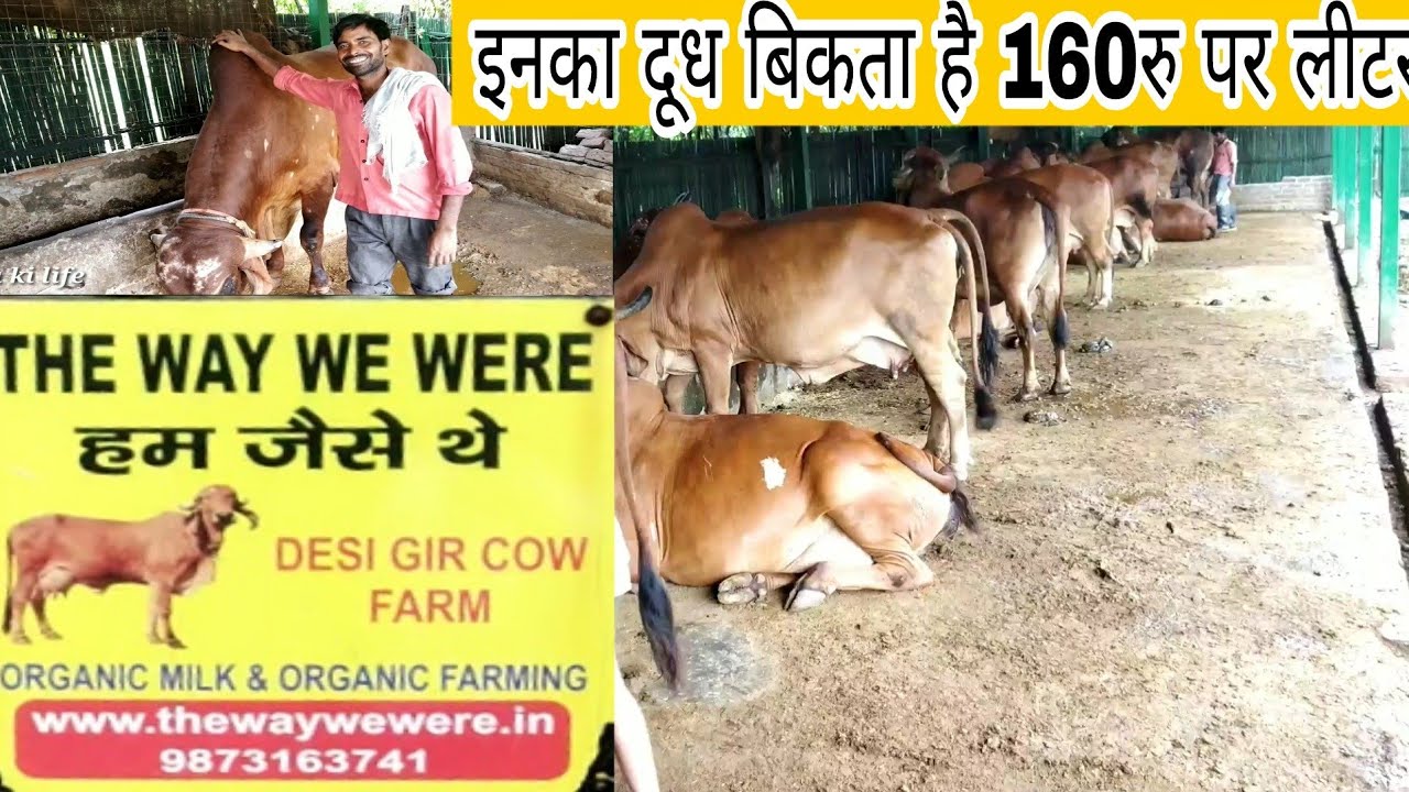 THE WAY WE WERE Gir Cow Farm Delhi NCR Noida