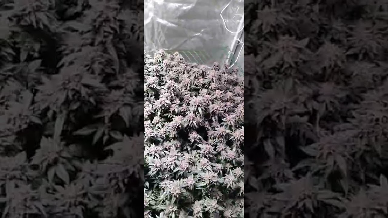 Fruity Pebbles: HARVEST DAY!!!! End of week 12.
