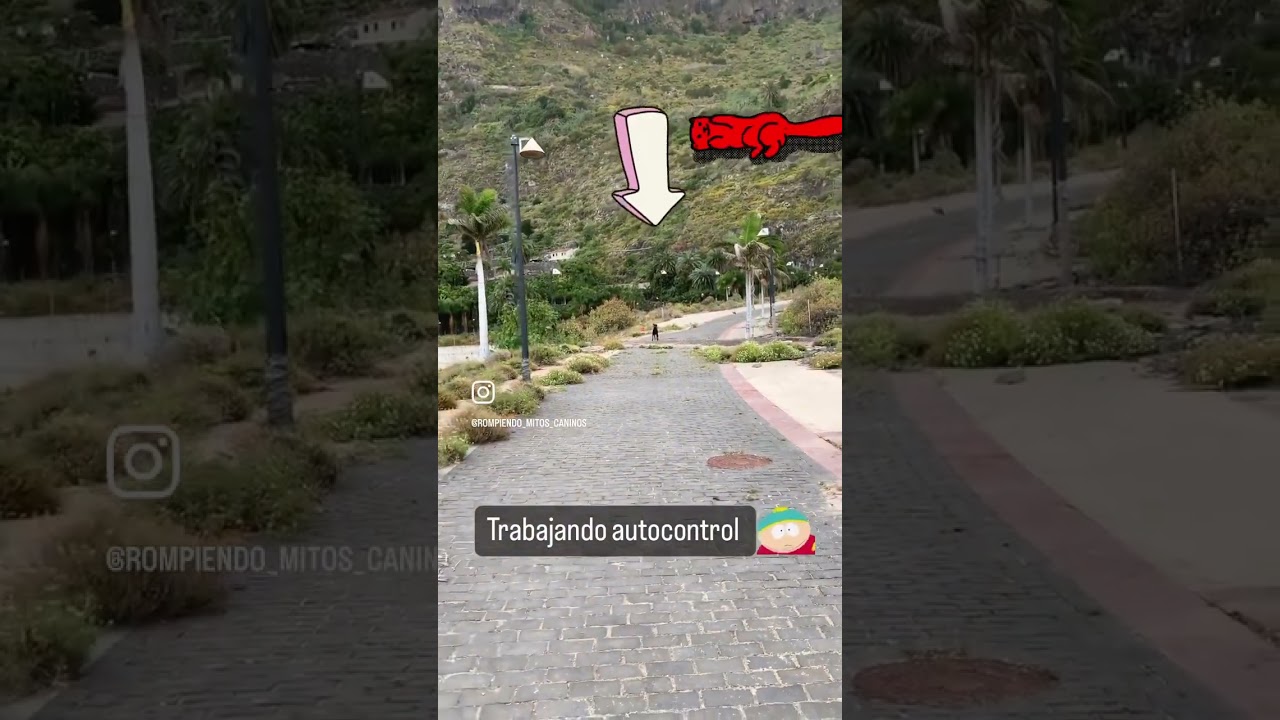 El autocontrol prioridad para educación canina