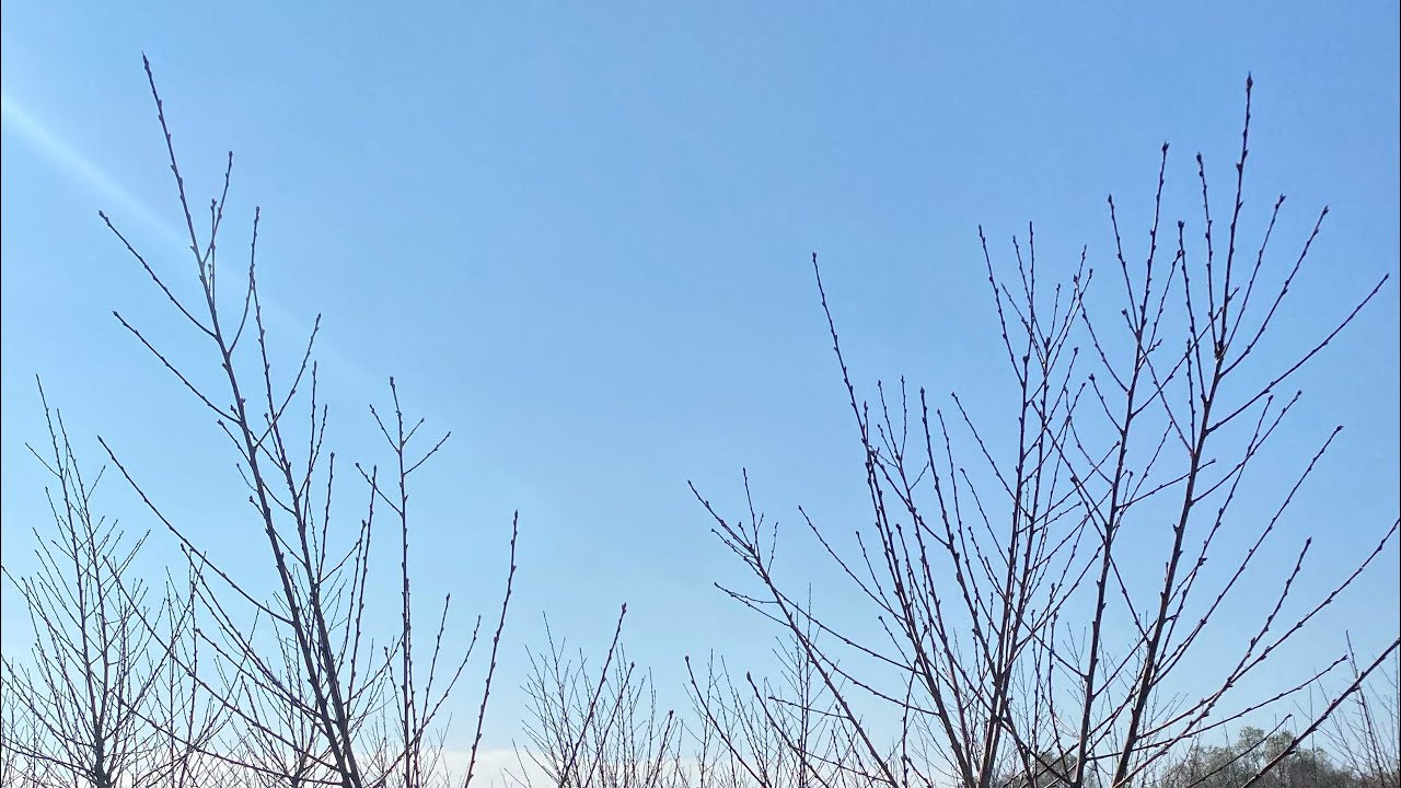 ŞEFTALİ BUDAMA PART 2