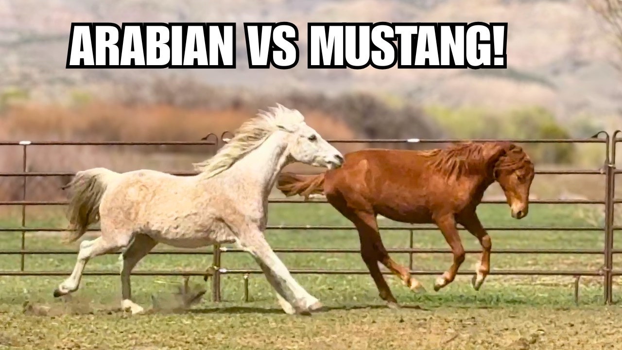 Я купила мустанга по кличке Спарклер. К остальным лошадям присоединилось табун.