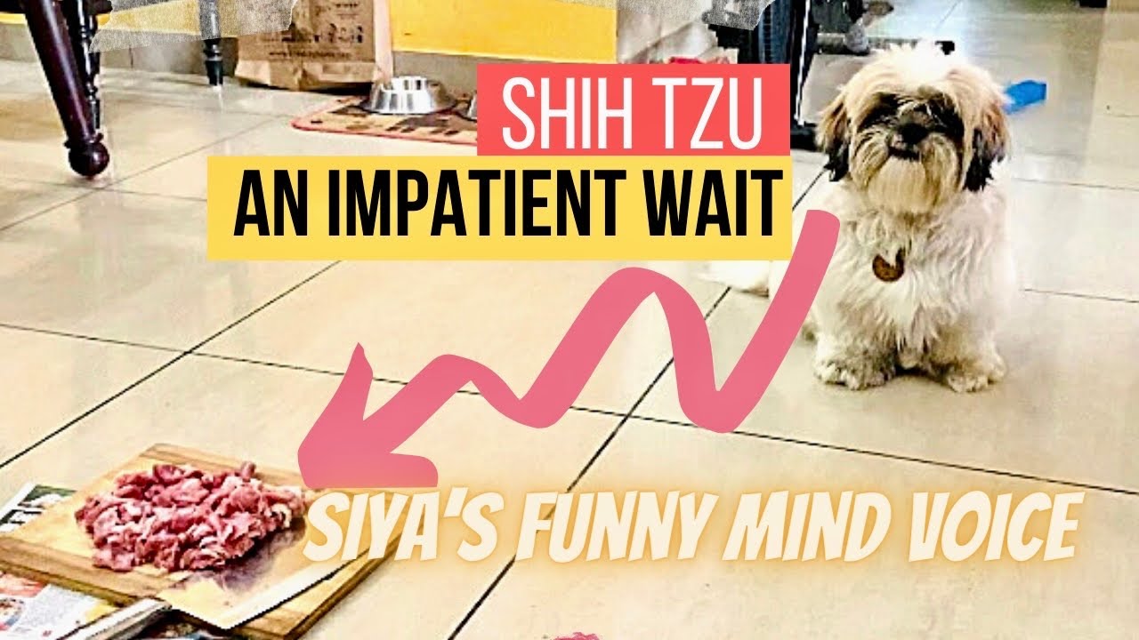 Shih Tzu Waiting Impatiently for Mutton | Mutton Rice Lunch | One Year Old