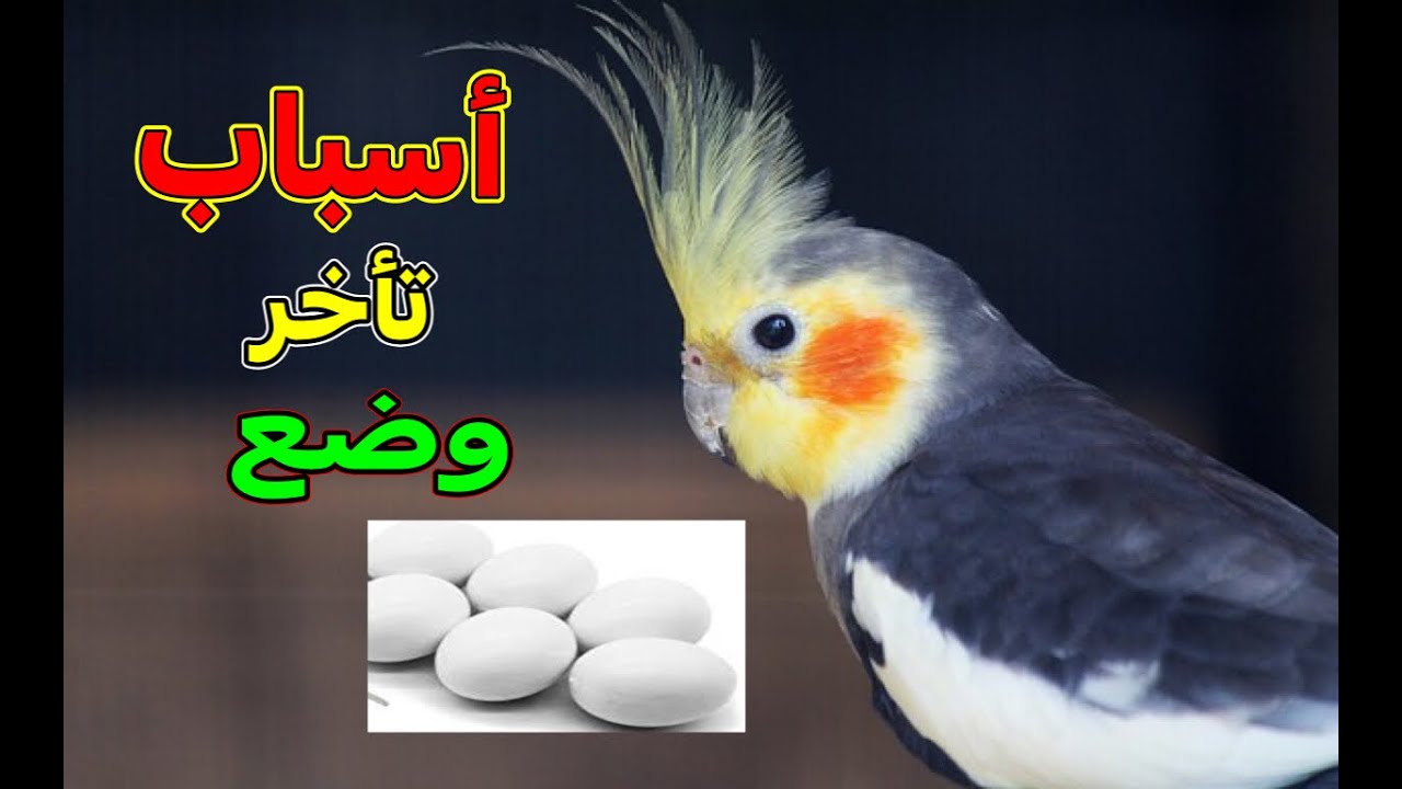 أسباب تأخر وضع البيض عند الكوكتيل