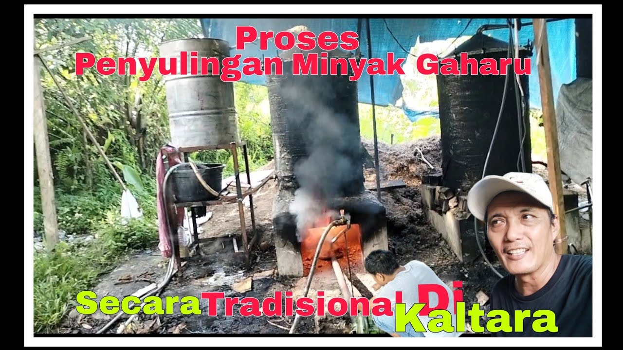 Proses Penyulingan Minyak Kayu Gaharu Di Malinau Kaltara Kayu Mahal Dari Kalimantan#malinau#kaltara.