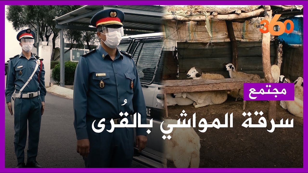 هكذا يُحارب رجال الدرك الملكي سرقة المواشي بالقُرى