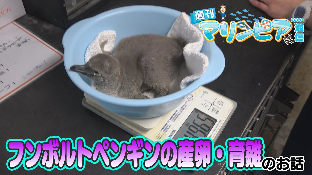 週刊マリンピア通信　＃198 フンボルトペンギンの産卵・育雛