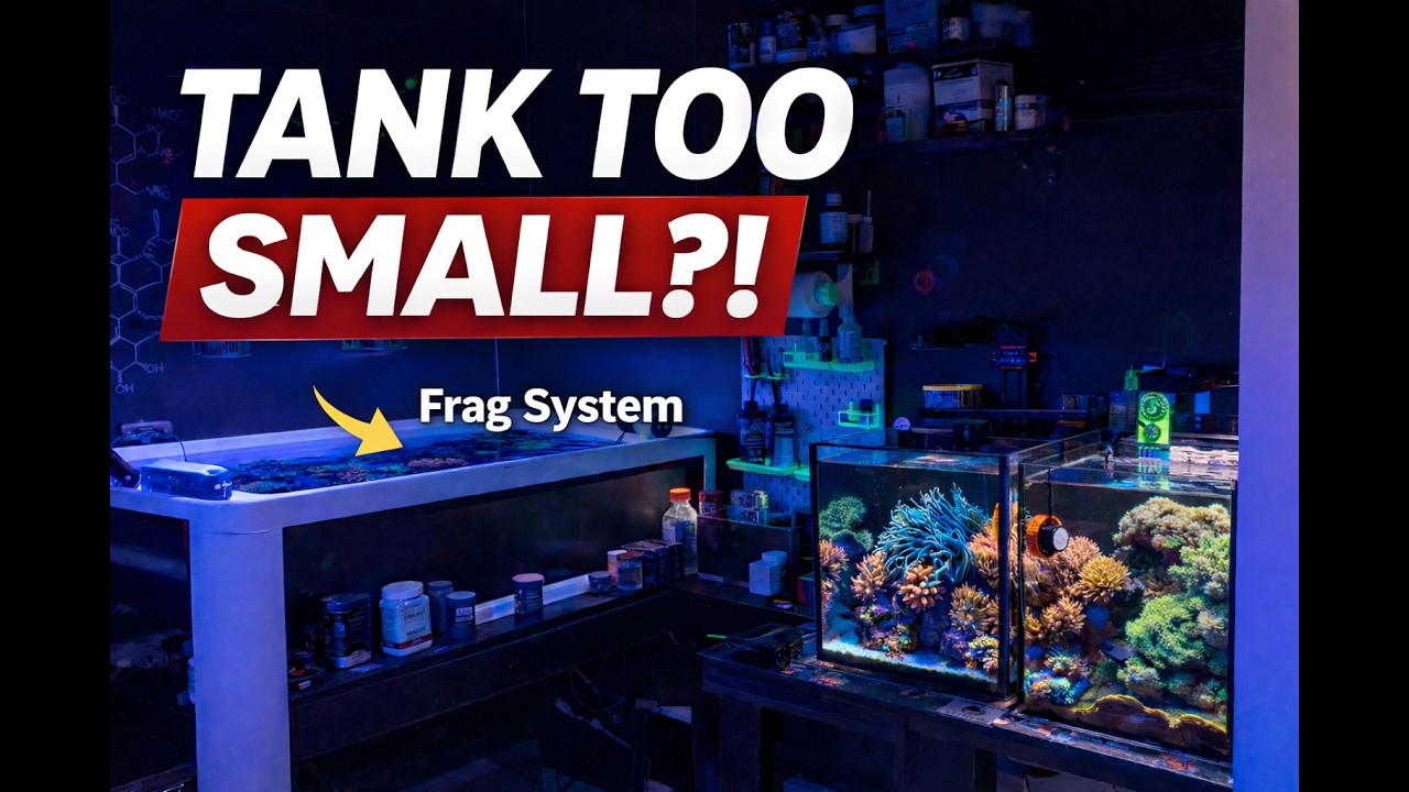 Why His Frag Tank Plays a Bigger Role Than His Displays