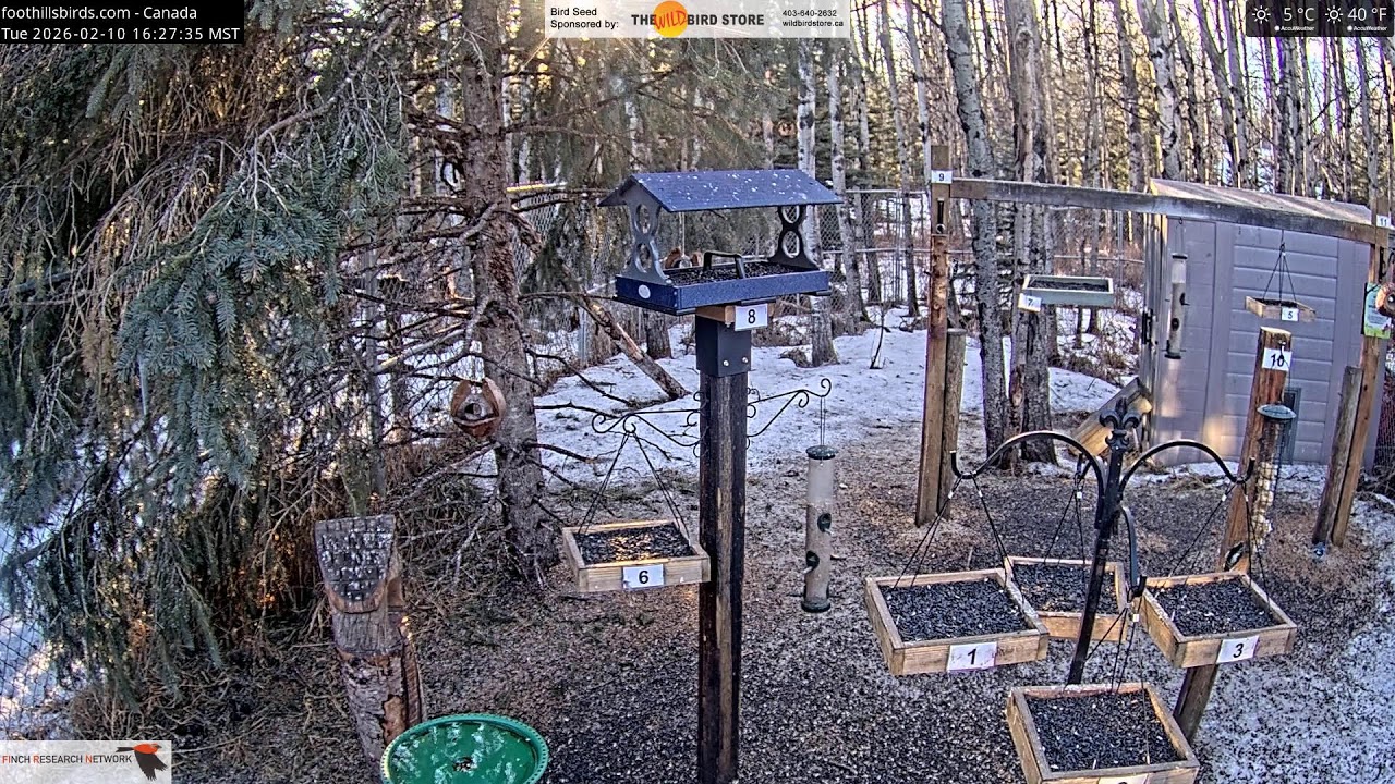 2026-02-10 - Foothills Birds - Foothills, AB - Live Stream Bird Feeder Cam (FiRN)