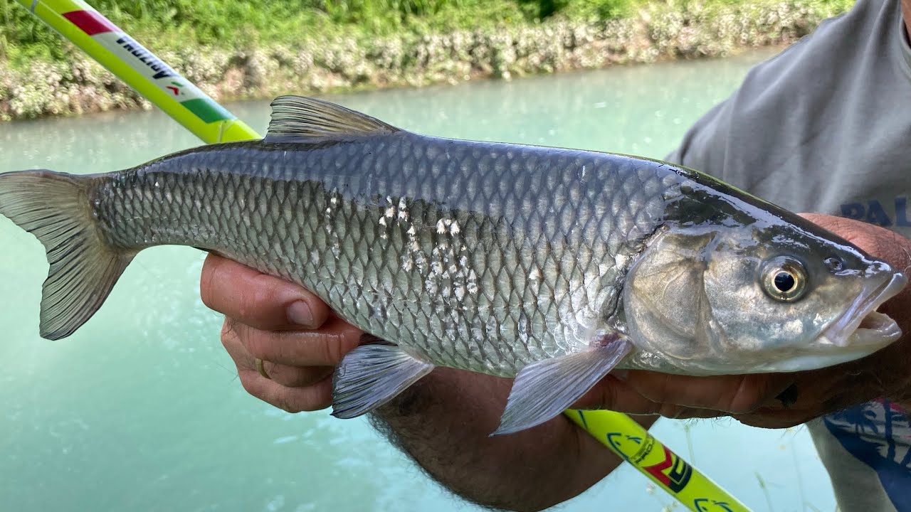 MONDO PESCA - IL CAVEDANO DEL PO - PESCA ALLA BOLOGNESE CON LA PAPPA - #pescasportiva #pescaresulpo