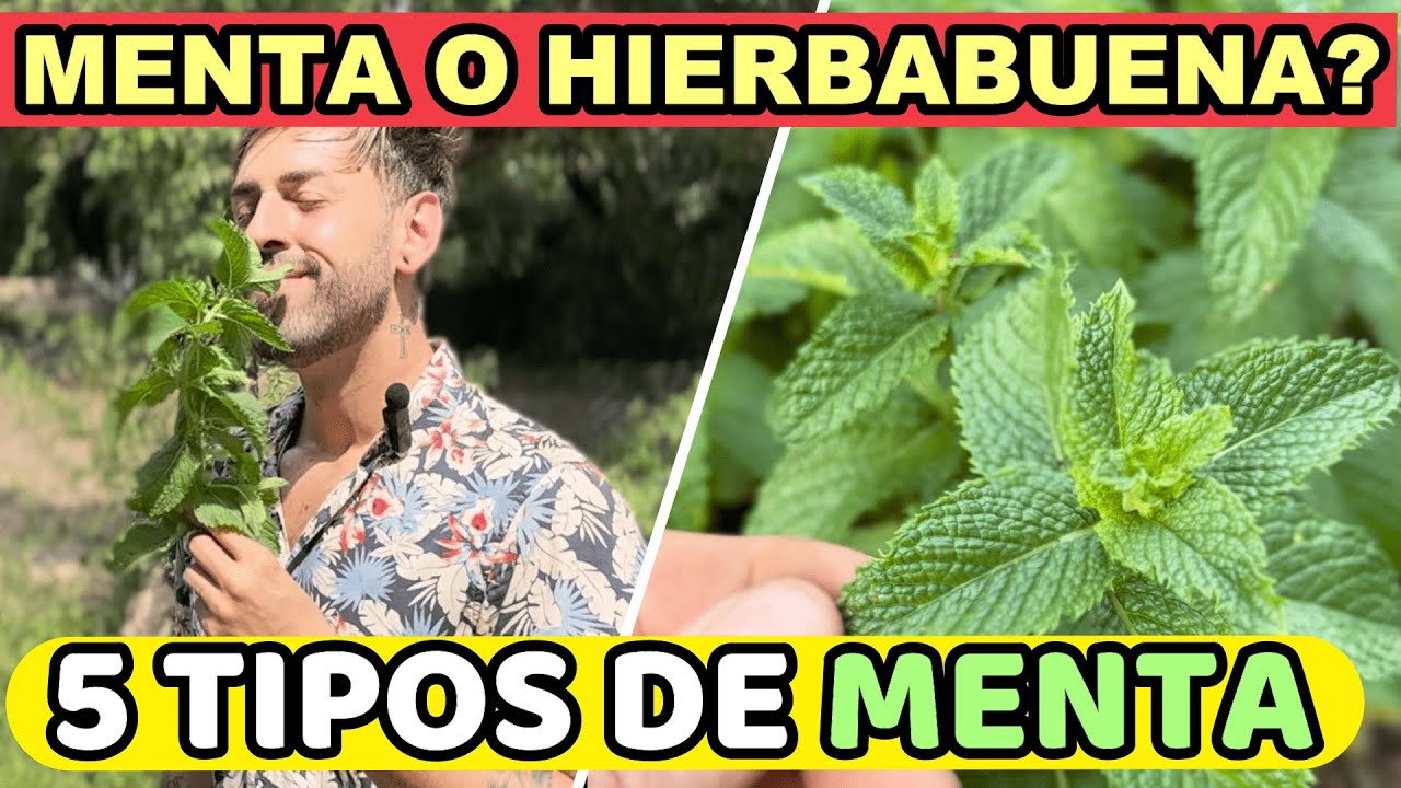 Cual es la VERDADERA? 5 Tipos de MENTA Más Utilizadas! Planta de Menta o Hierbabuena