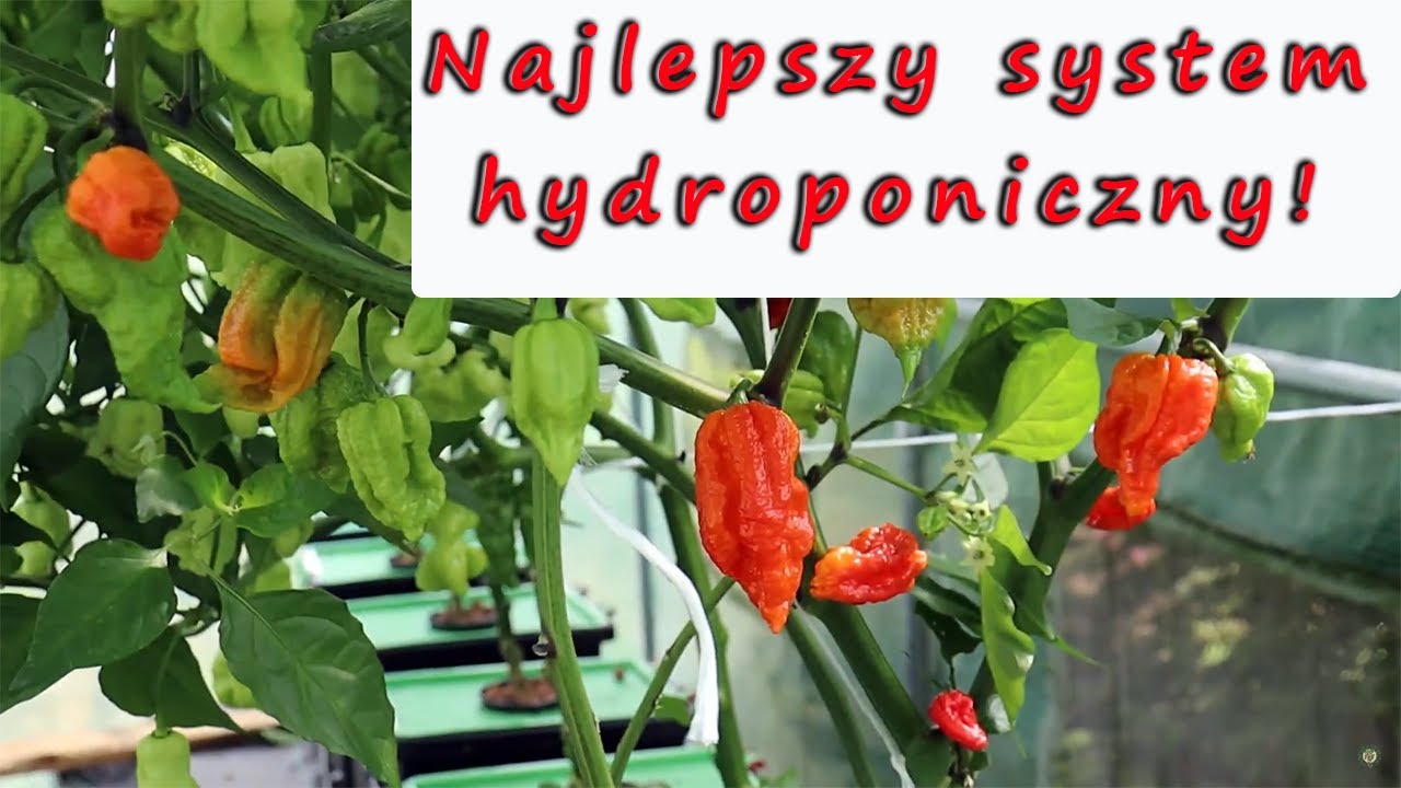 Najlepszy system hydroponiczny - Kratky  + RDWC