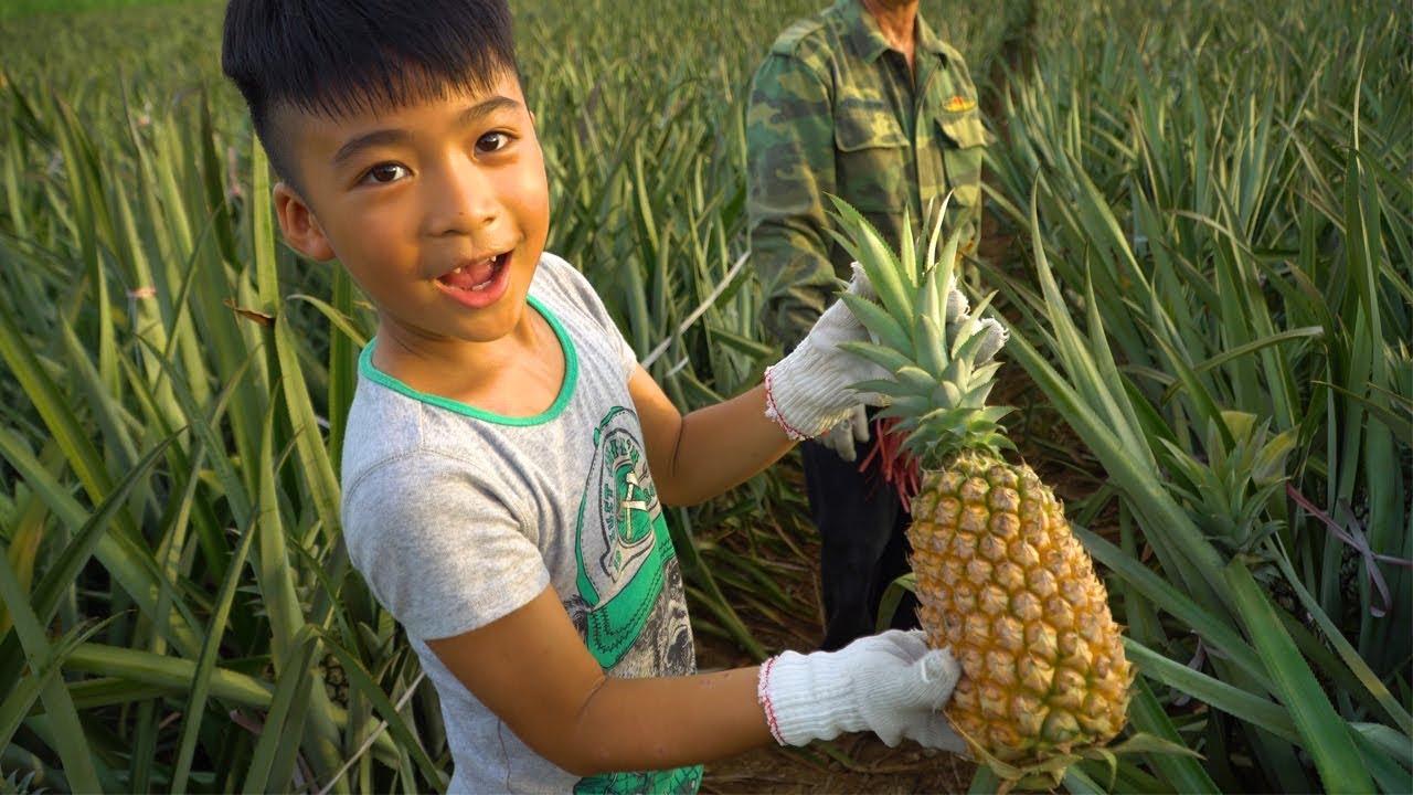 Coka Reviews Grandpa's pineapple garden ❤Coka Toys Reviews TV❤