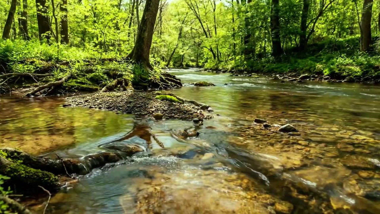 Forest Stream and Birds Singing, 12 Hours of Relaxing Nature Sounds for Study and Meditation