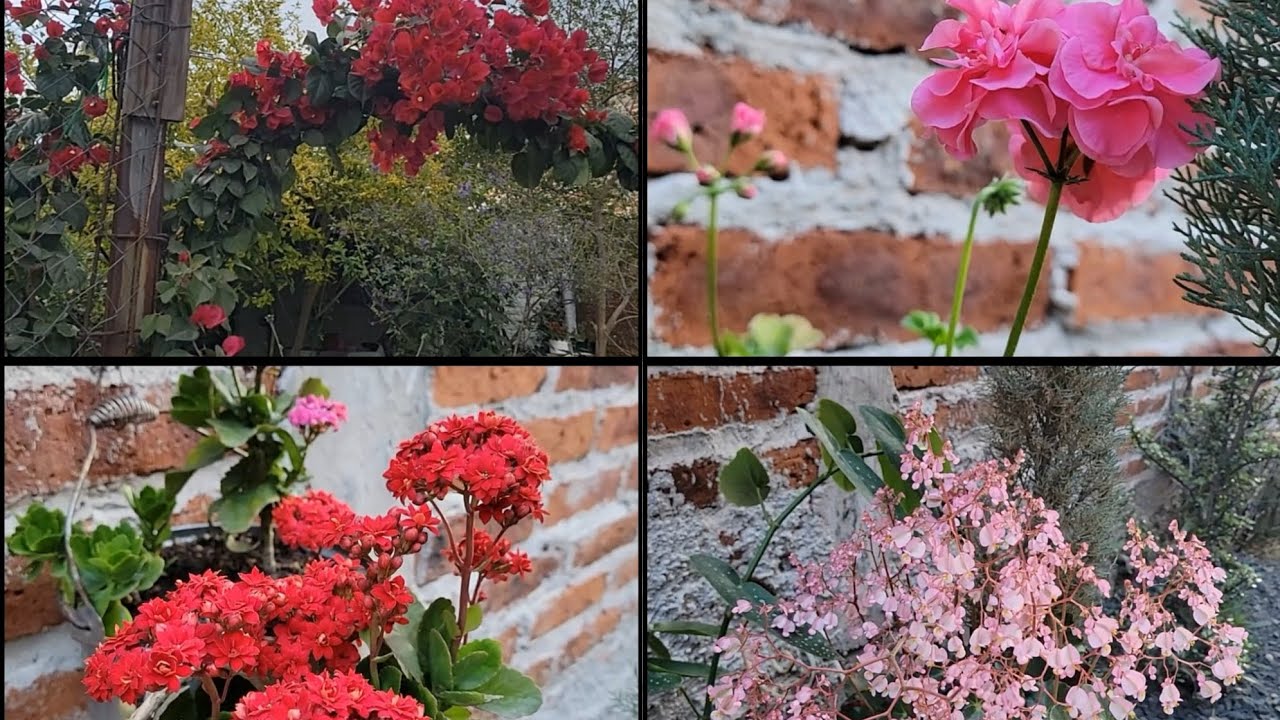 Las plantas más florecidas que tengo ahorita 