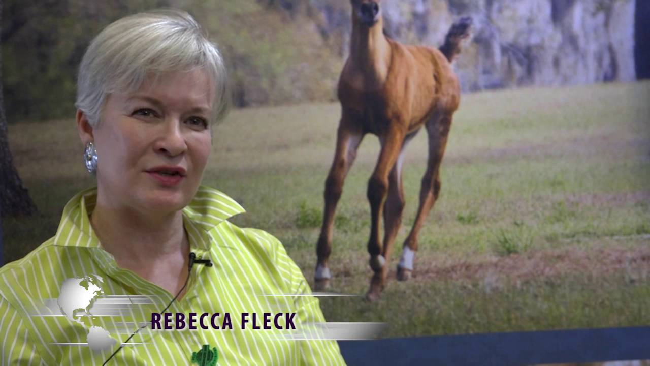 Advice from Arabian Horse Breeders