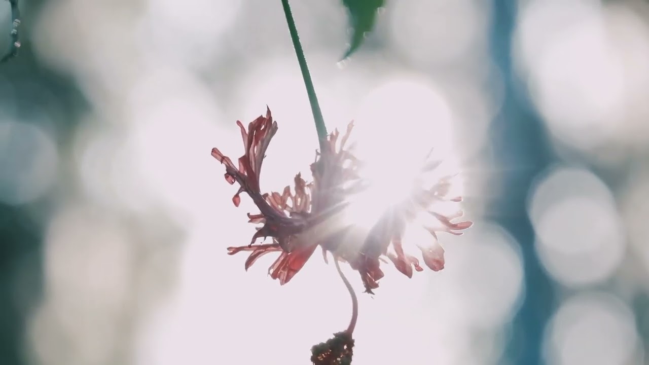 I only see beautiful days