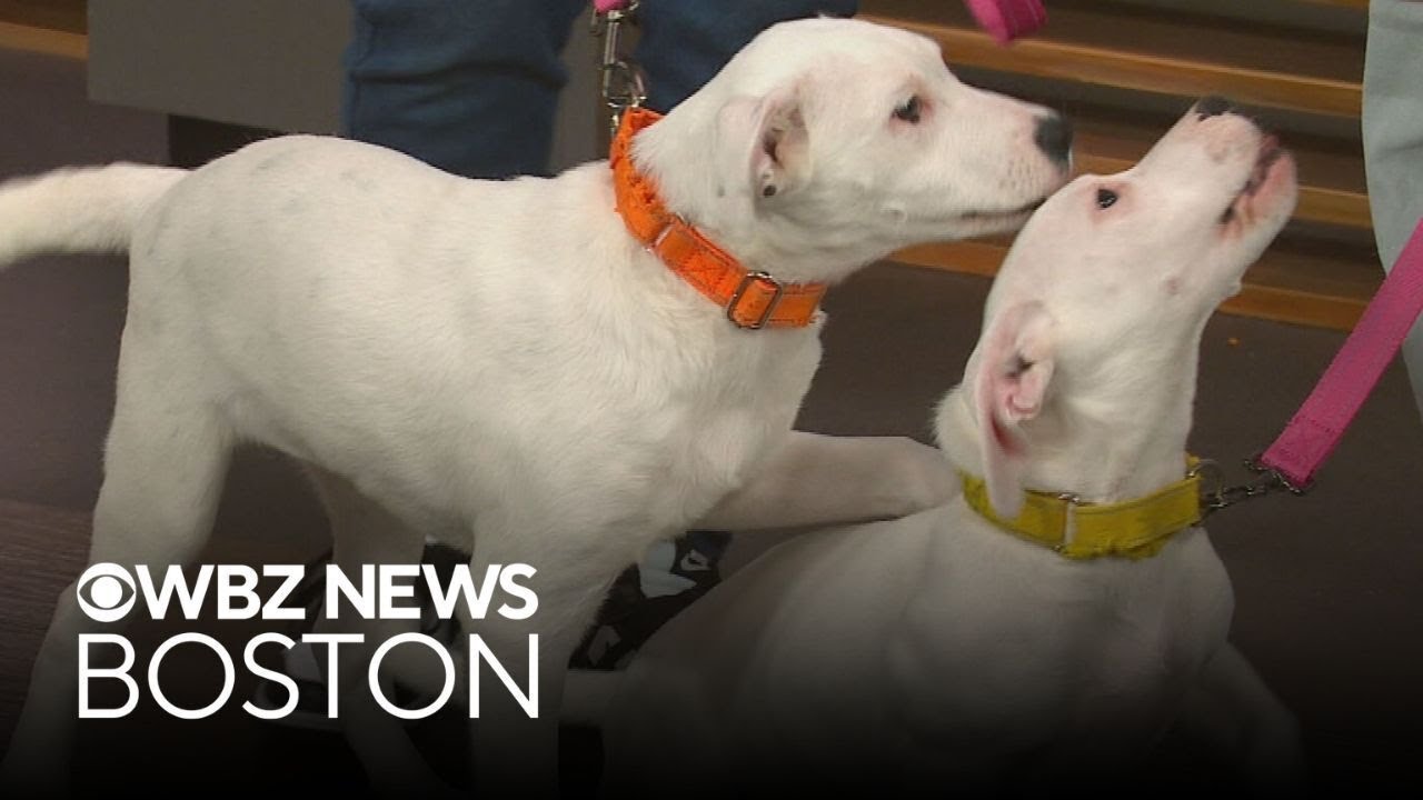 Dog found under porch up for adoption through Massachusetts shelter