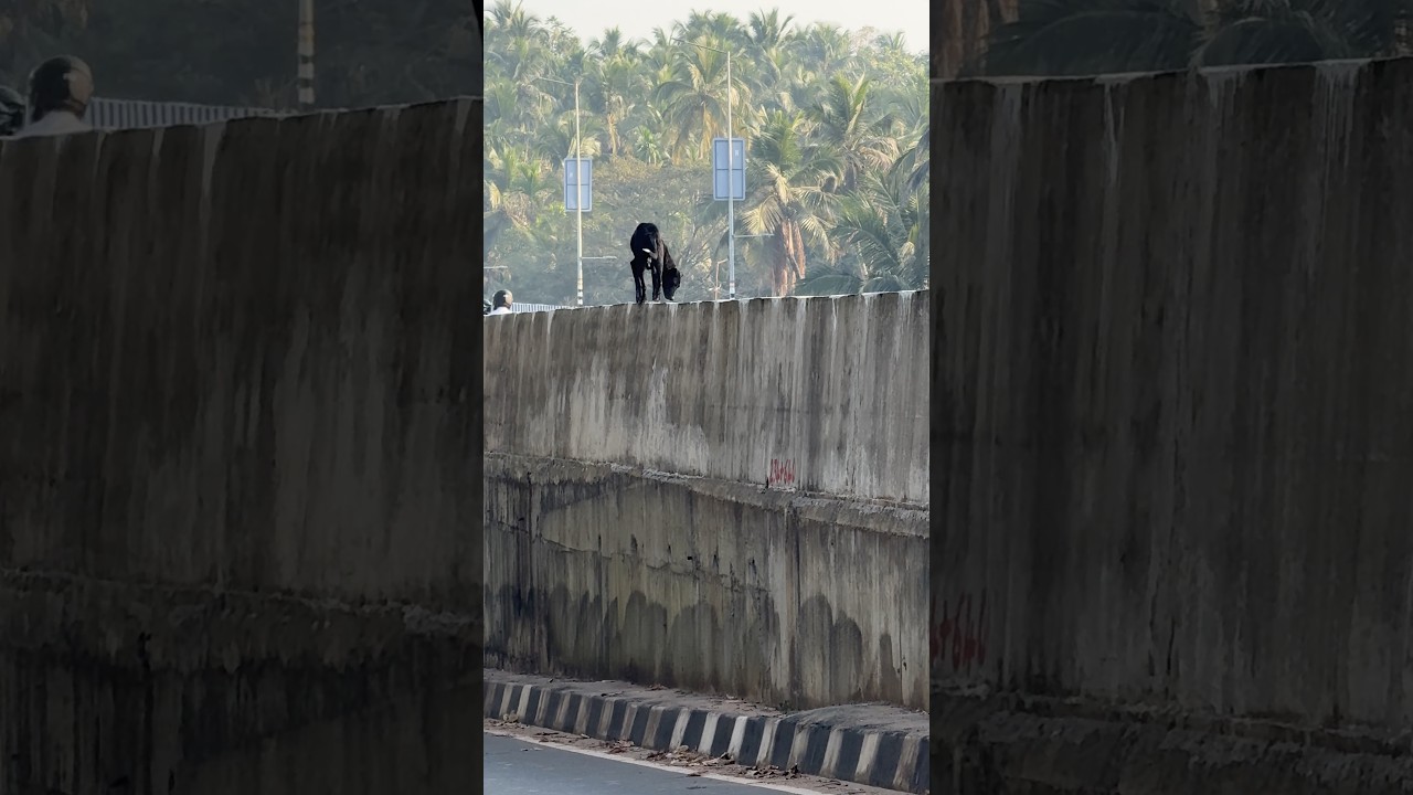 Adventures of blackdog