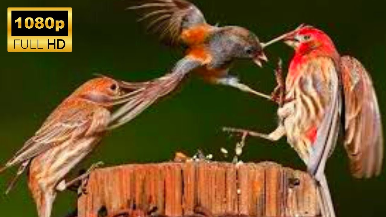 Most Epic Bird Battles Recorded On Camera!