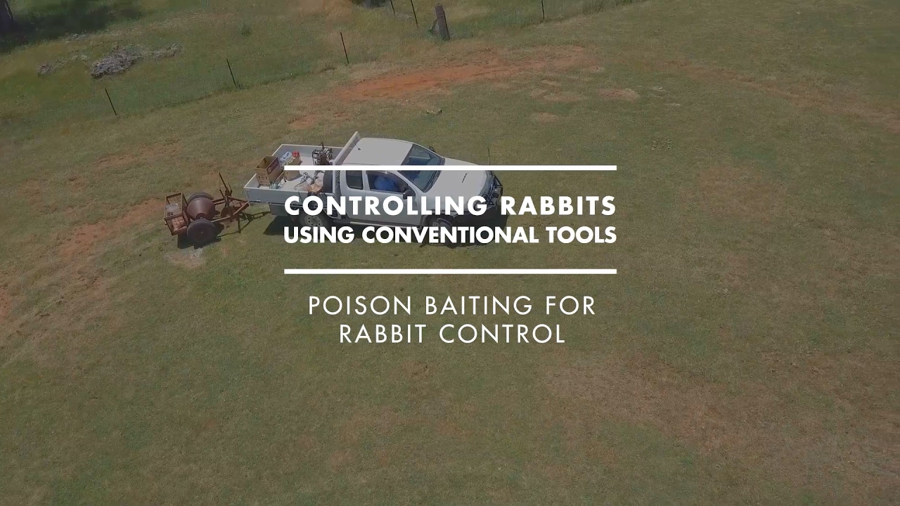 Poison baiting for rabbit control