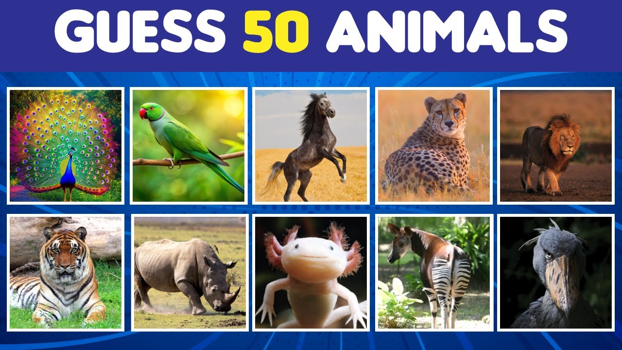 Guess 50 Animals | From Easy to Hard Level