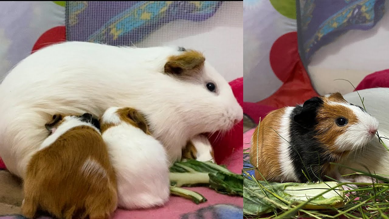 New Born Guinea Pig Babies - 4 Cute Babies (Pregnancy Journey)