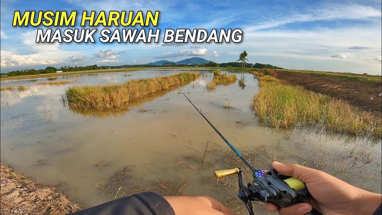 Tibanya MUSIM Haruan Masuk Sawah Bendang!