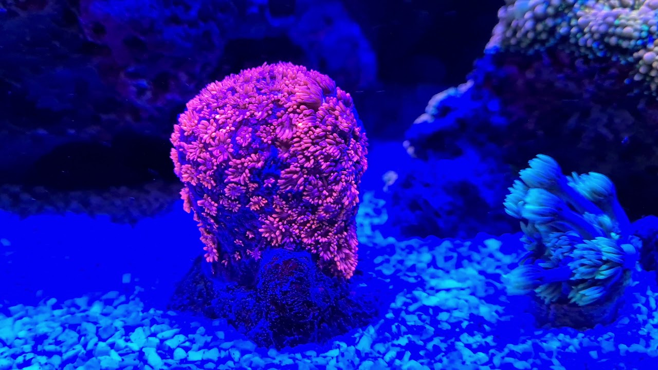 Riffaquaristik Meerwasser Red Sea Reefer 170 -》 Endlich neuer Sand, Aqua Medic Bali