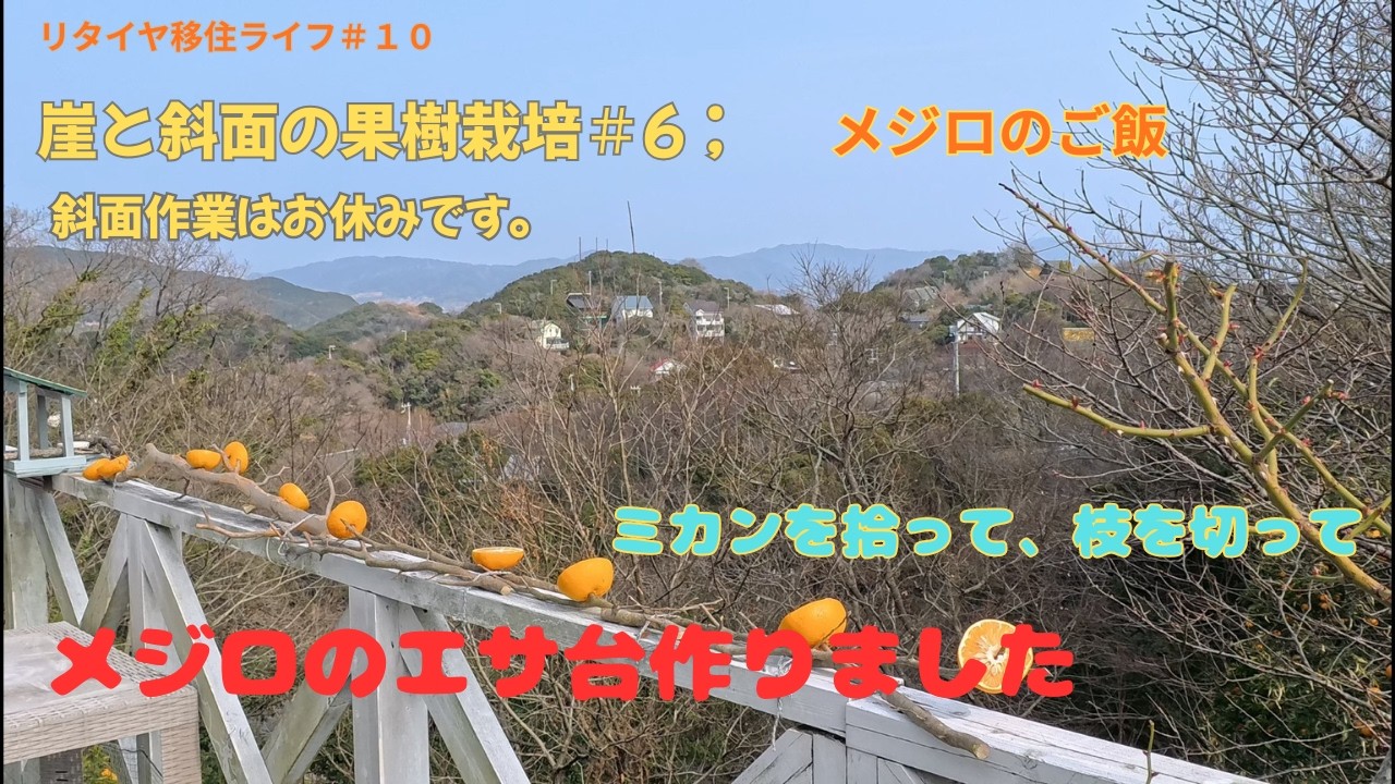 リタイヤ移住ライフ＃１０　：　崖と斜面の果樹栽培＃６　今日は斜面作業はお休みして、鳴門ミカンを拾って、枝を切ってベランダにくくり付け、メジロのエサ台作りました。終盤に翌々日のエサ台状況を挿入しました。