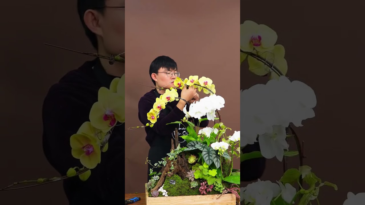 Một chậu lan hoàn thiện từ sự chăm chút từng chi tiết - món quà biếu sếp đầu năm đầy ý nghĩa.