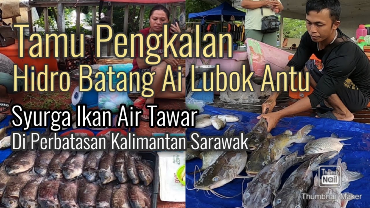 Pekan Lubok Antu syurga ikan ulu. Tamu Pengkalan Hydro Batang Ai. Perbatasaan Kalimantan Sarawak