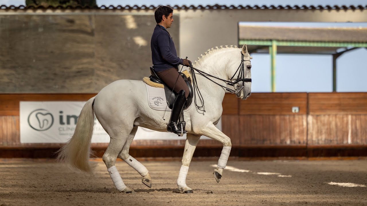 **SOLD** 13YO Grand Prix Piro Free Lusitano - recommended breeding stallion (REF#817)