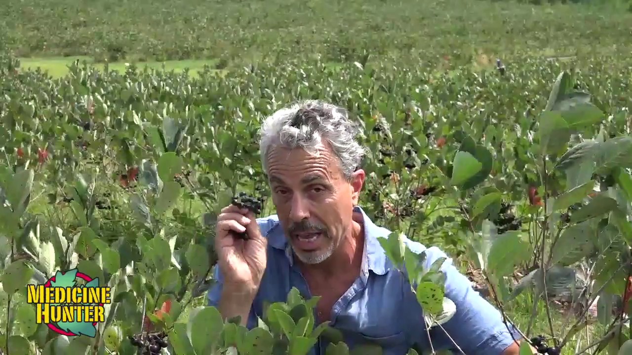 Aronia SuperBerries, The Medicine Hunter