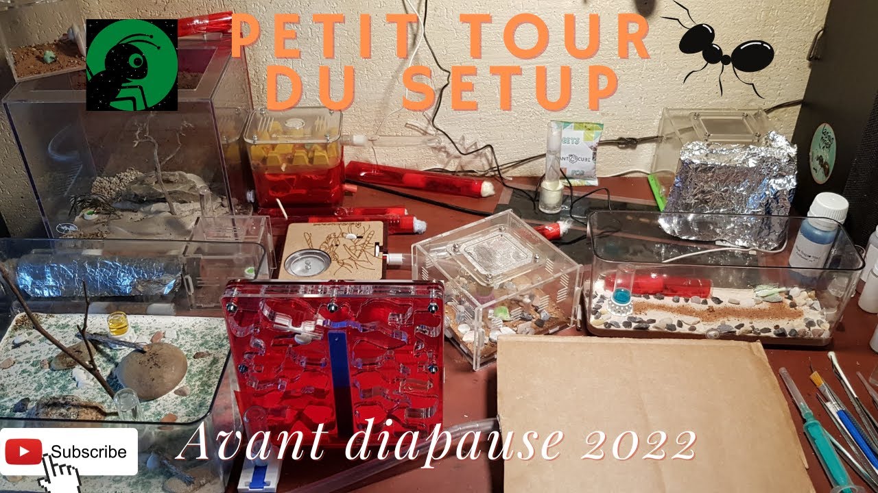 TOUR DE MON SETUP FOURMIS AVANT LA DIAPAUSE 😊