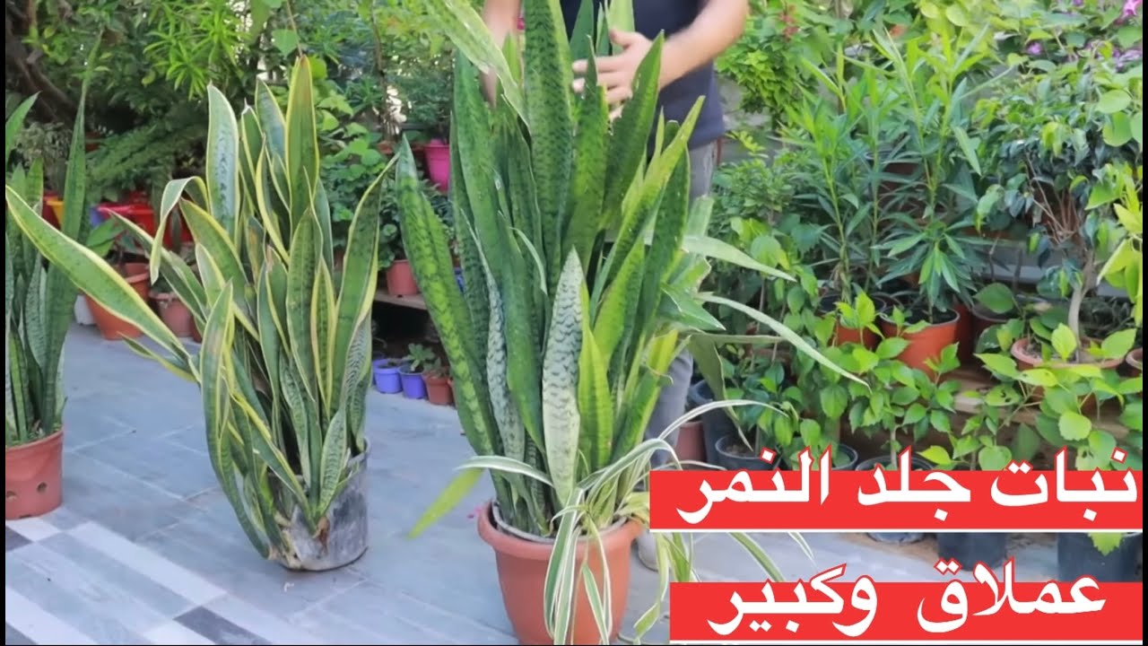 بهذه الطريقة تجعل نبات جلد النمر عملاقة وتنتج خلفات بكثرة 🪴