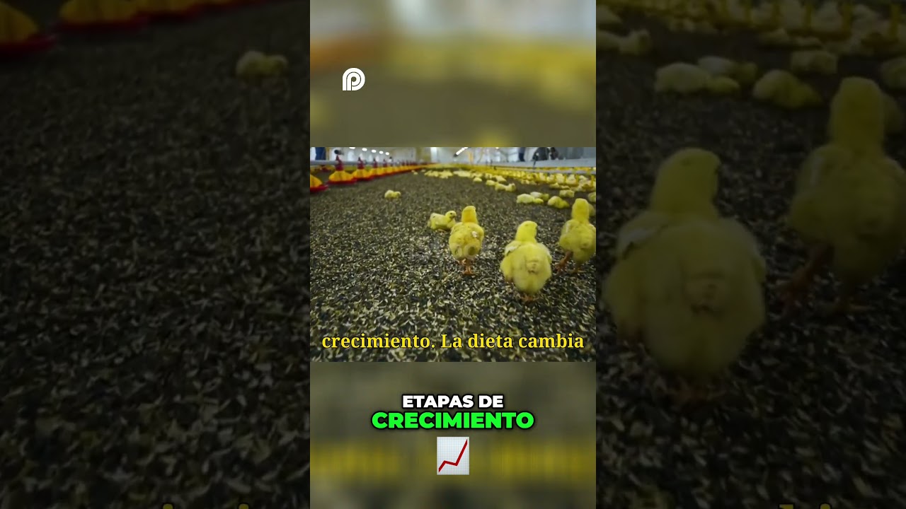 Alimentaci&oacute;n de Pollos_ &iexcl;Secretos del Engorde Eficiente!