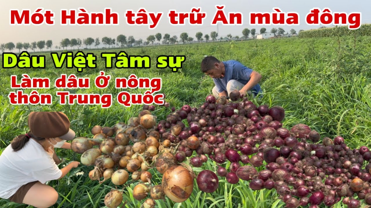 #437🇨🇳Mót Hành Tây Trữ Ăn Cho Mùa đông,Dâu Việt Tâm Sự Làm Dâu Ở Nông thôn đông Bắc Trung Quốc