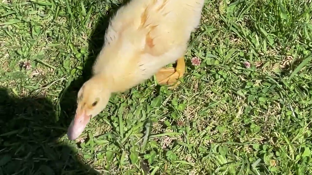 Duck routine 