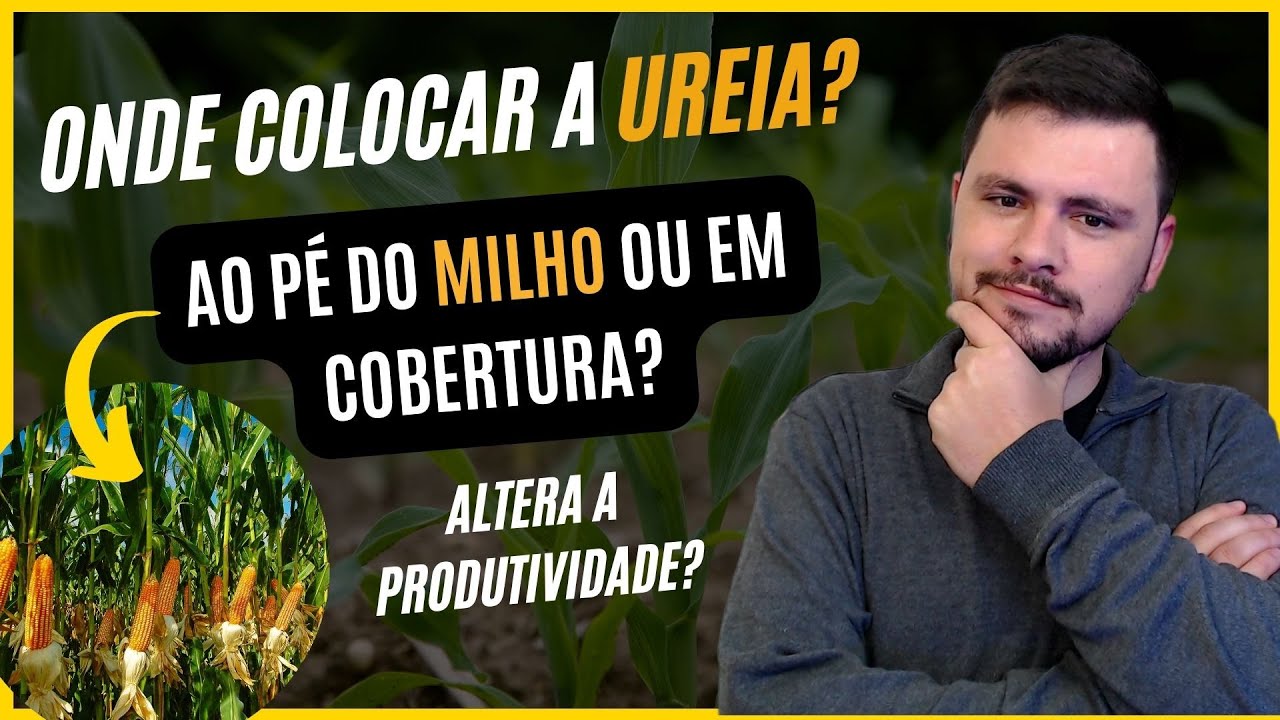 É melhor Ureia no pé do milho ou em Cobertura?