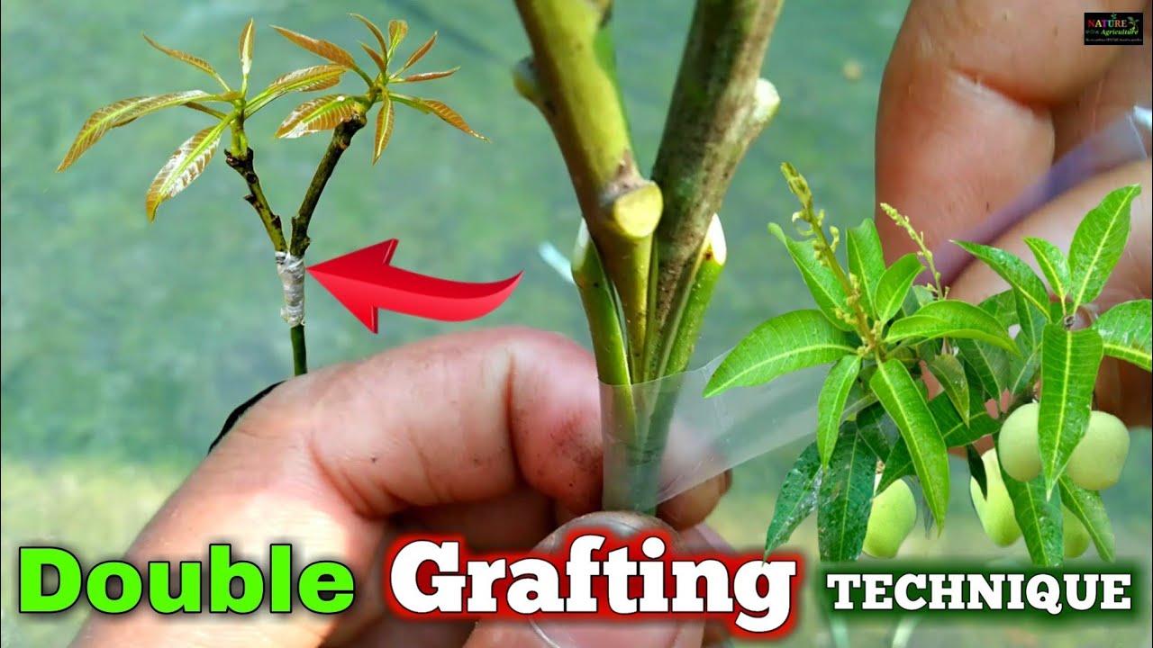 আম গাছের কলম বাঁধার সহজ পদ্ধতি /Double Grafting easy technique
