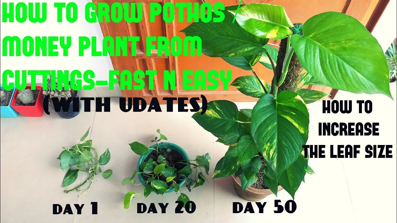 How to Grow Pothos / Money Plant from Cuttings (WITH UPDATES)