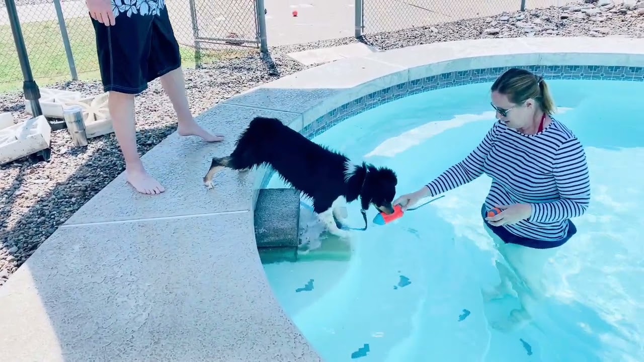 Teach Your Dog to Swim Safely | Positive Pool Training for Dogs in Arizona