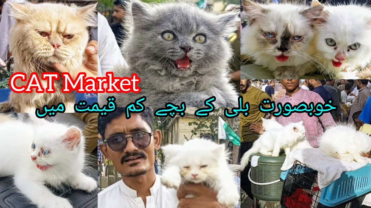 Cheap Price Cat Market Pakistan | Cat Market | Persian Cats | Kitten Sale | Cats | 11-5-25